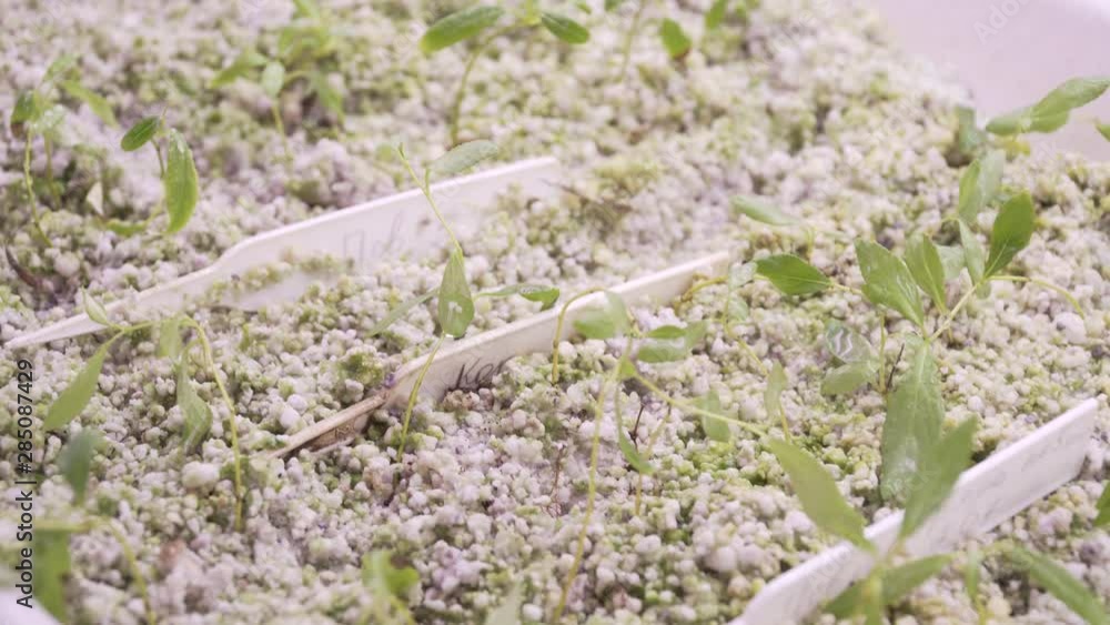 biology, science, seedlings of new plants, tree growing, genetics biology, science, seedlings of new plants, tree growing, genetics