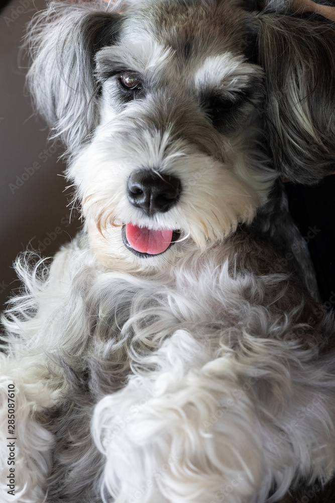 schnauzer dog smile