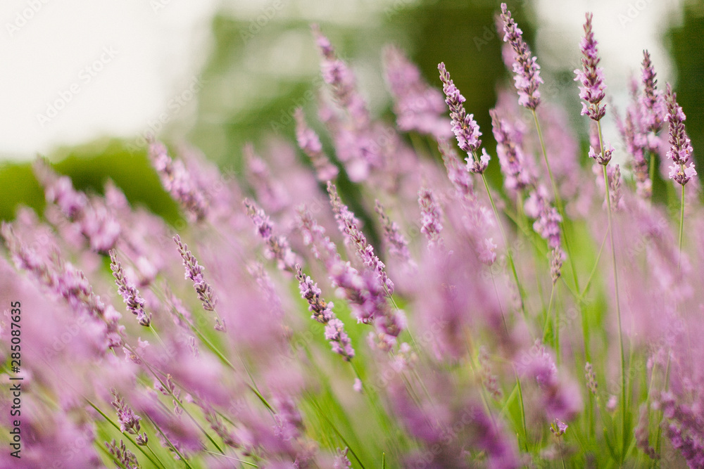 Obraz premium field of lavanda in the evening