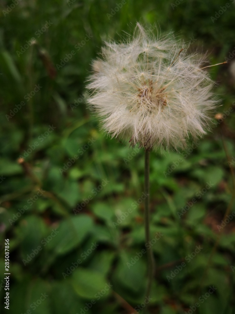 dandelion on background of green grass dandelion on background of green grass