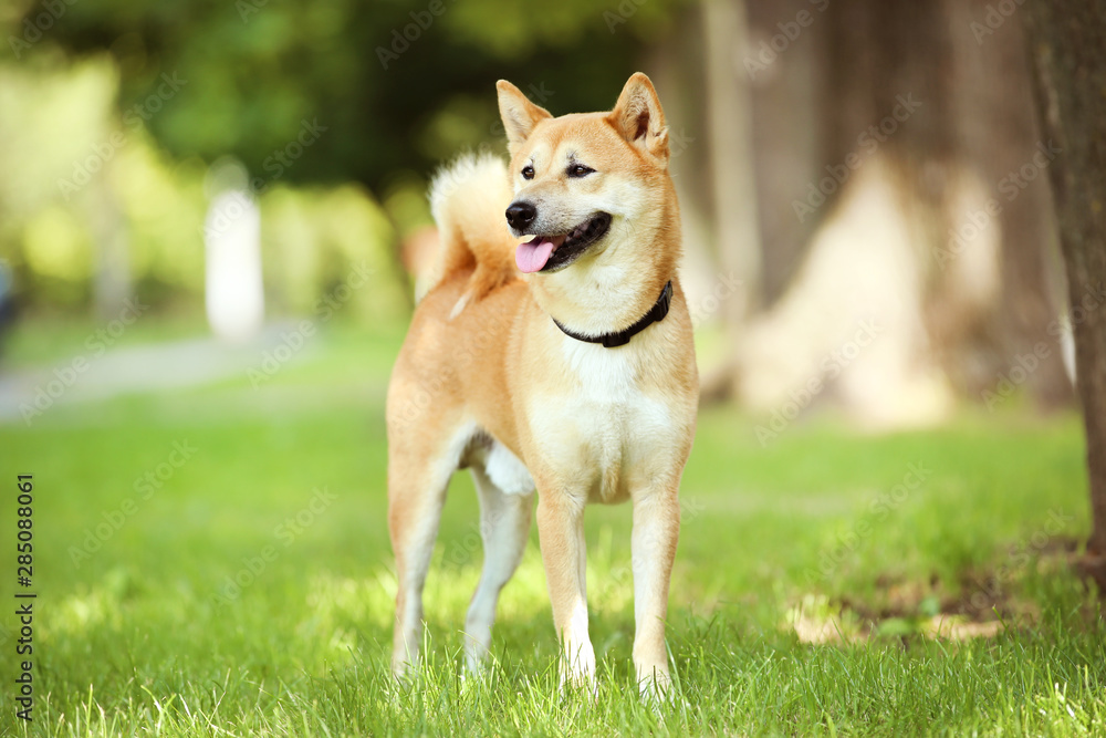 Shiba inu dog standing on the grass in park