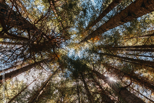 View from below of trees in a forest
