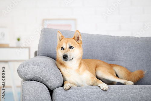 Shiba inu dog lying on grey sofa at home