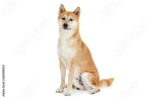 Fototapeta Naklejka Na Ścianę i Meble -  Shiba inu dog isolated on white background