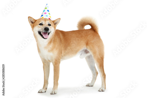 Shiba inu dog in birthday cap isolated on white background © 5second