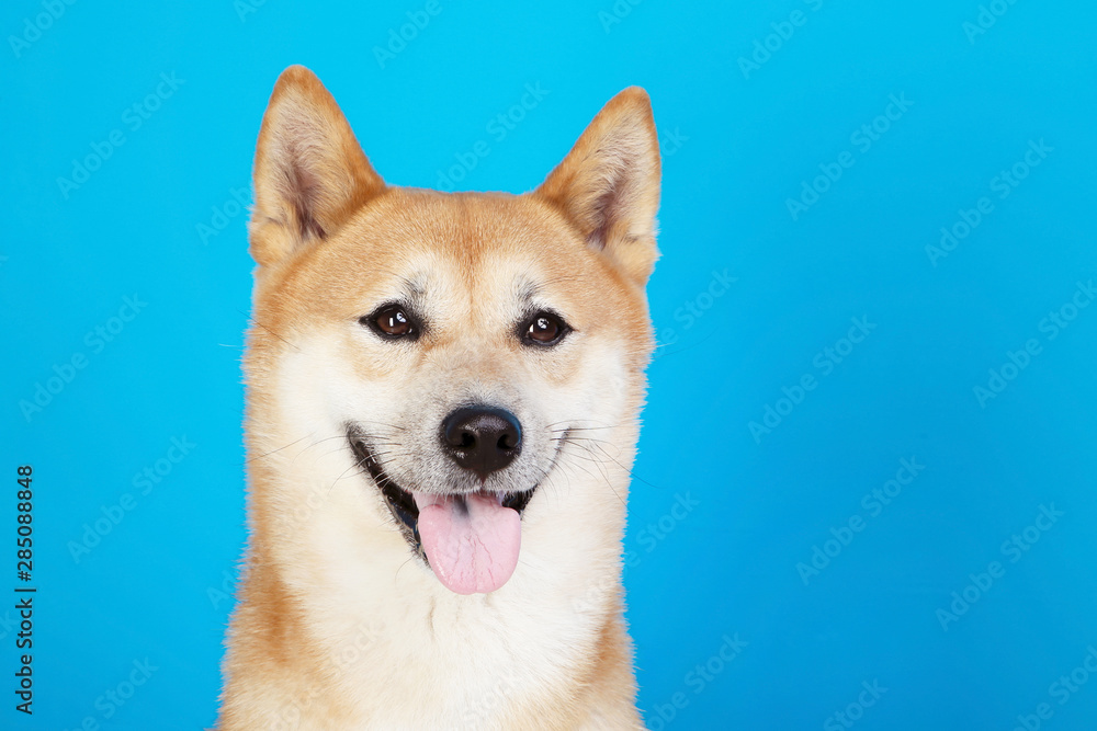 Shiba inu dog on blue background