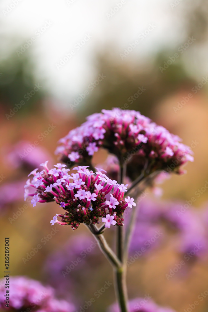 Fototapeta premium Purpletop Vervain