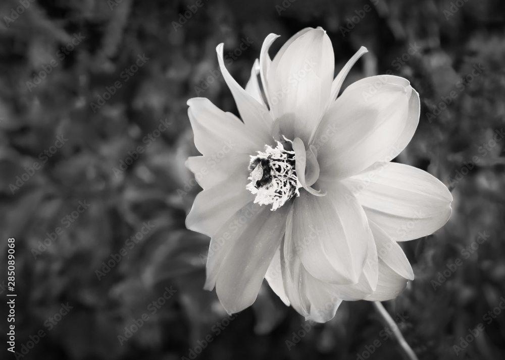 Monochrome Dahlia flower with a bumble bee in the centre of the flower Monochrome Dahlia flower with a bumble bee in the centre of the flower