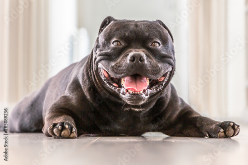 Happy  smiling Staffordshire Bull Terrier dog lying down on a grey wood panelled indoor floor looking at the camera. His paws are in front of him and he looks a little bit like a seal