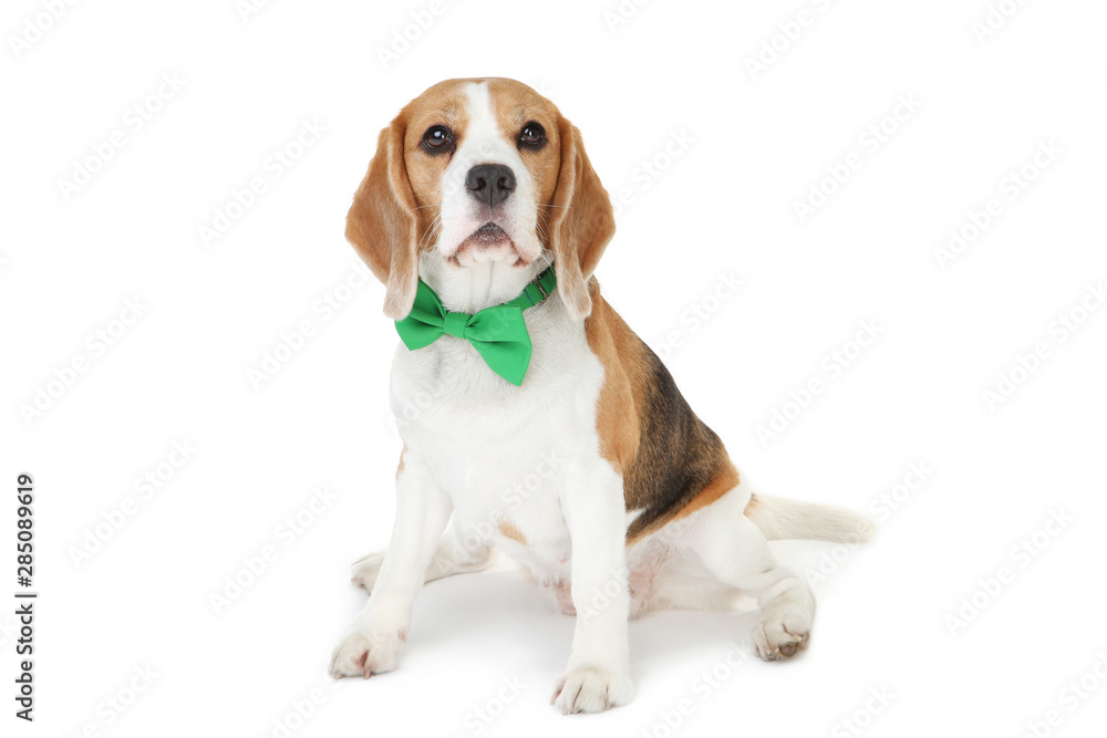 Beagle dog with green bow tie isolated on white background