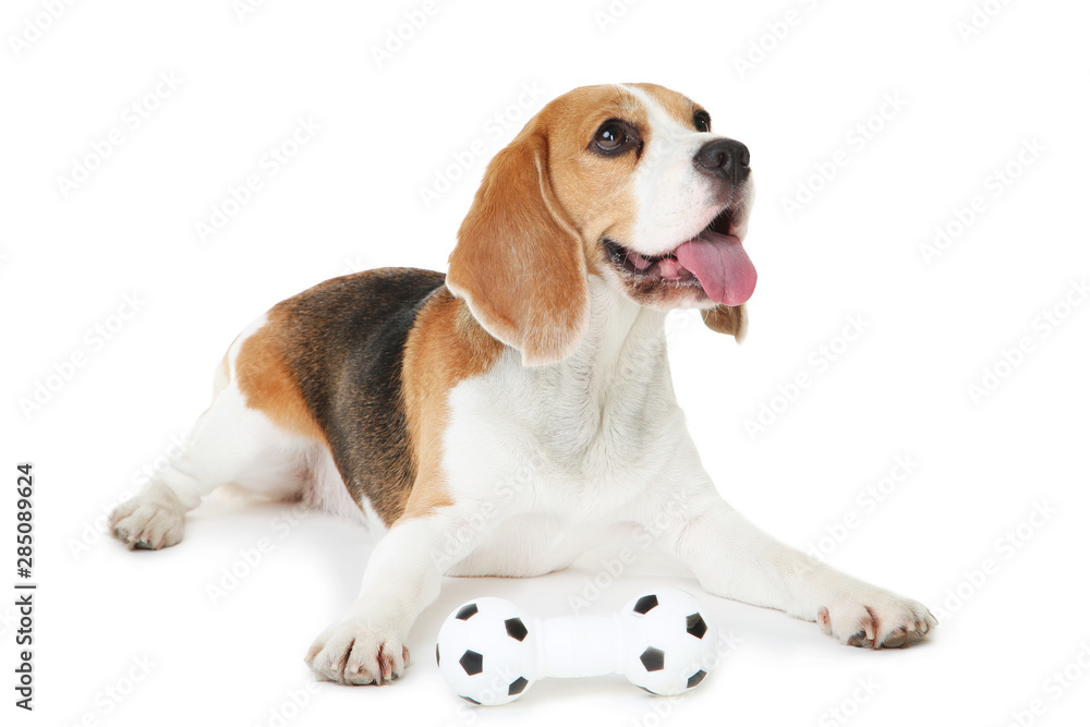 Beagle dog with toy isolated on white background
