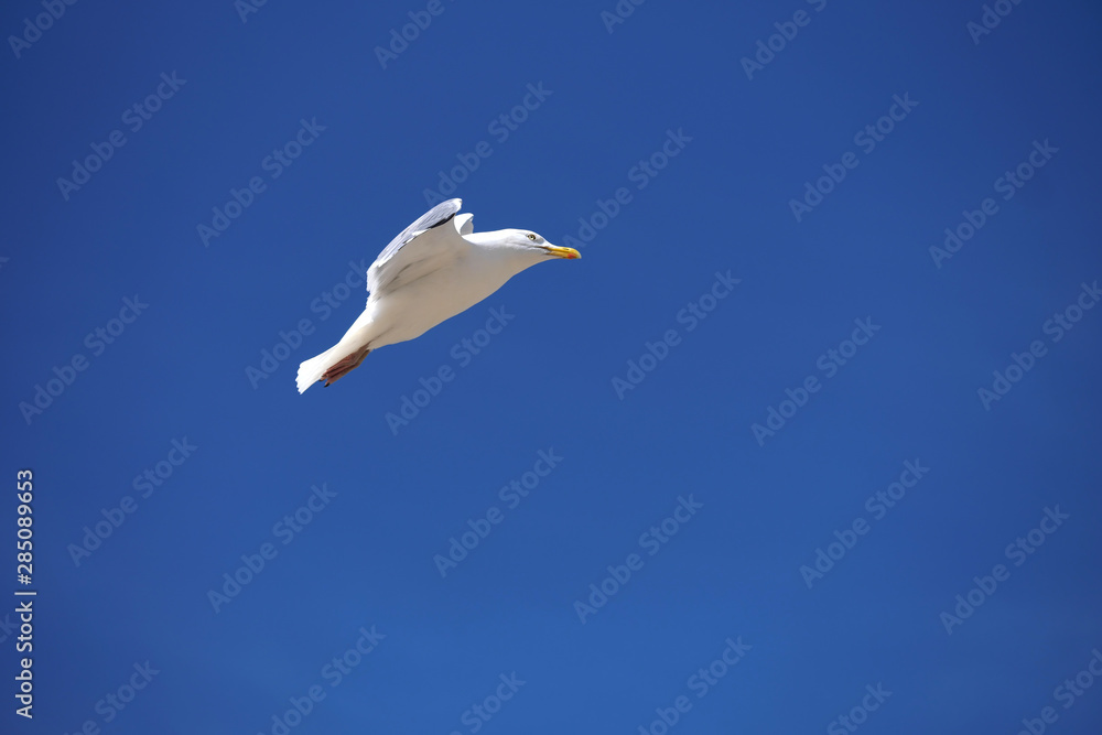Fototapeta premium Seagull and deep blue sky - Stockphoto