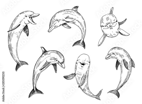 Wallpaper Mural Dolphin sketch. Hand drawn illustration converted to vector.