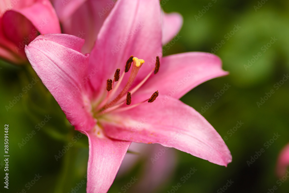 beautiful pink Lily with pollen on blurred natural green background