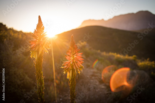 Close up image of Aloe flowers in bloom in the western cape of south africa