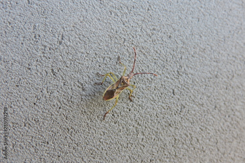 A brown and green bug on the grey wall