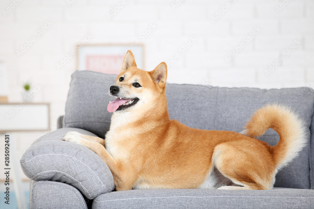 Shiba inu dog lying on grey sofa at home
