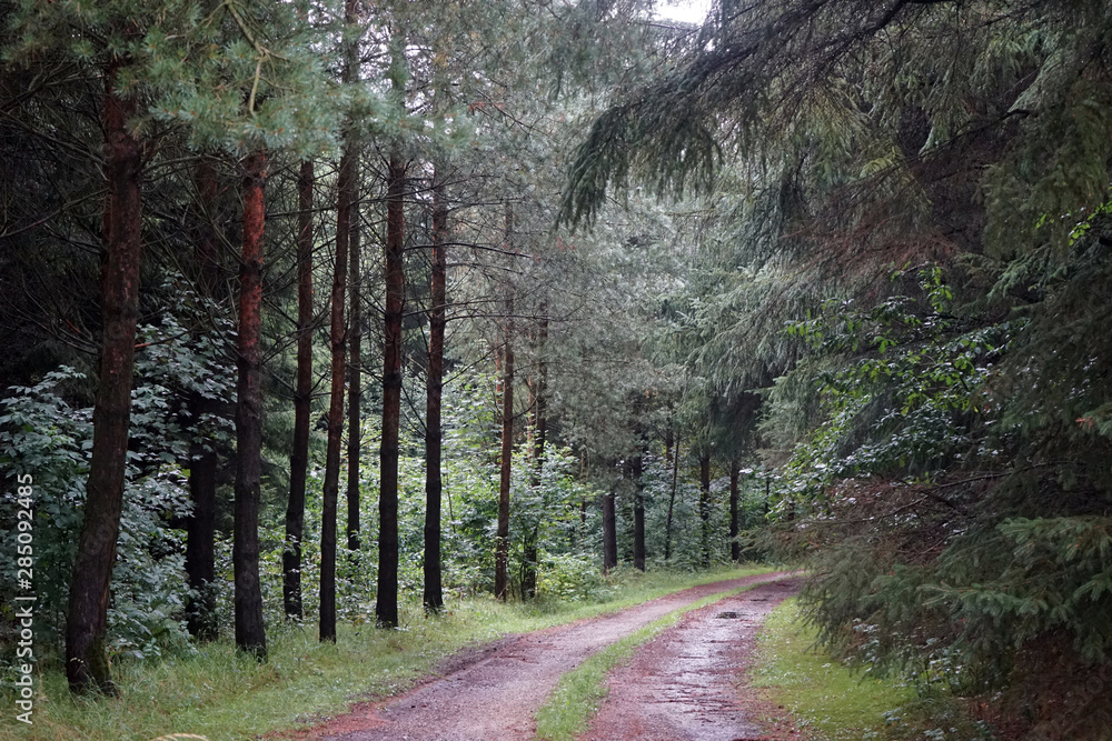 Obraz premium Track in forest