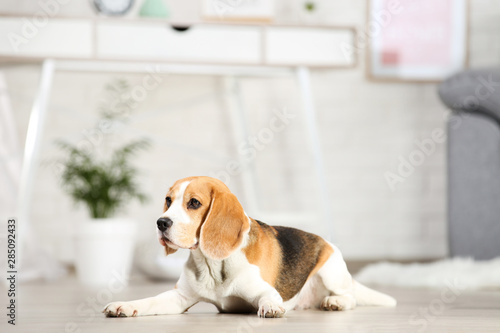 Beagle dog lying on the floor at home