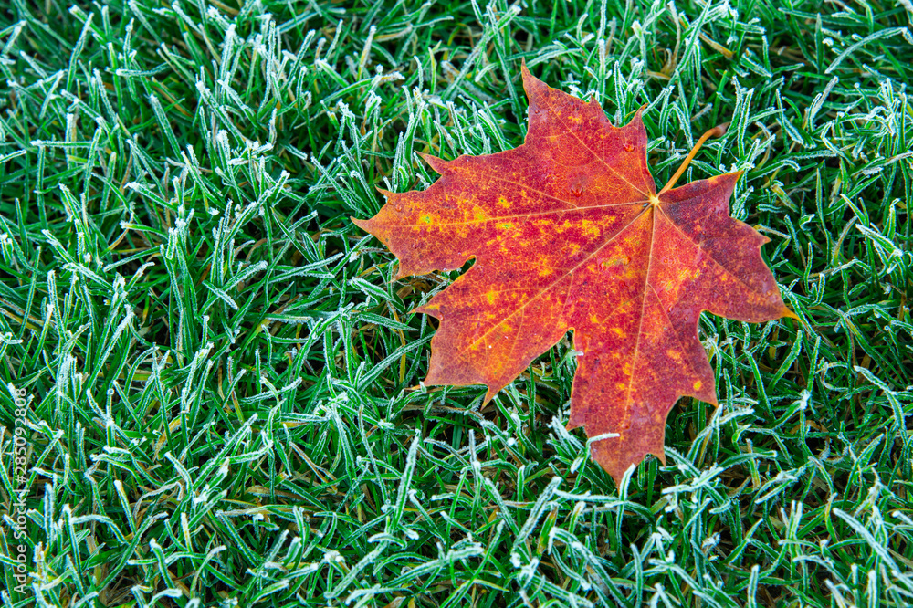 Closeup beautiful red maple leafe isolated on green grass background. Closeup beautiful red maple leafe isolated on green grass background.
