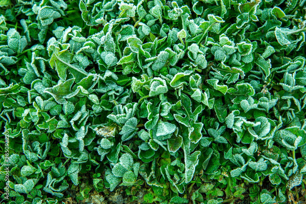 Closeup frosty green grass in the garden on winter morning. Closeup frosty green grass in the garden on winter morning.