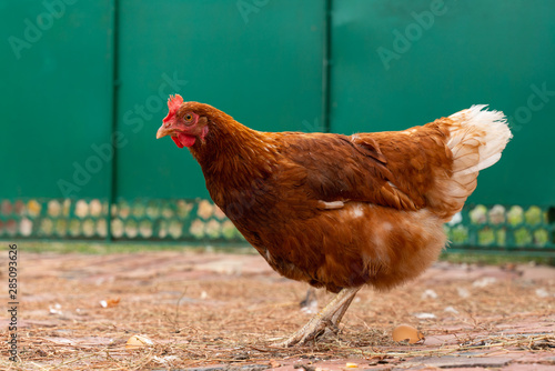 red chicken walking in the yard. birds on farm.agriculture and livestock