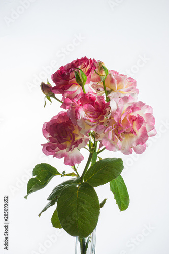 Small pink garden roses