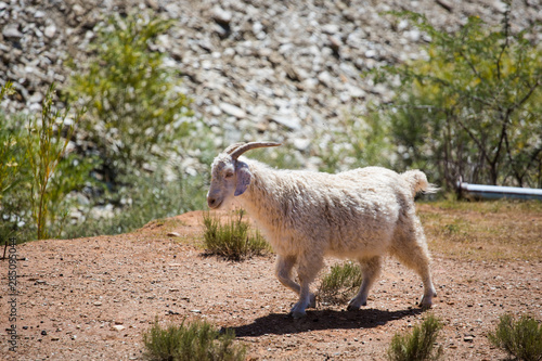 Photography Close up image of Angora goats that supply mohair on a farm in the karoo in sout