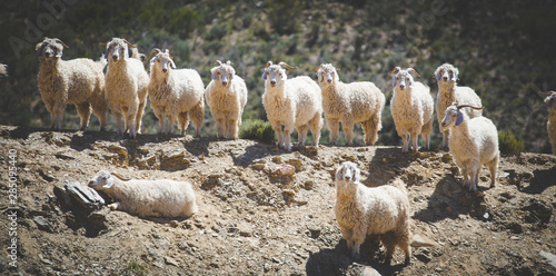 Close up image of Angora goats that supply mohair on a farm in the karoo in south africa photo