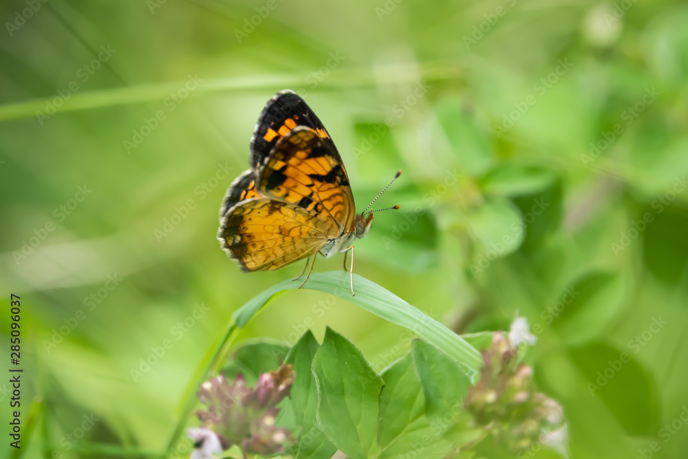 Northern Crescent Butterfly on Leaf in Summer Northern Crescent Butterfly on Leaf in Summer