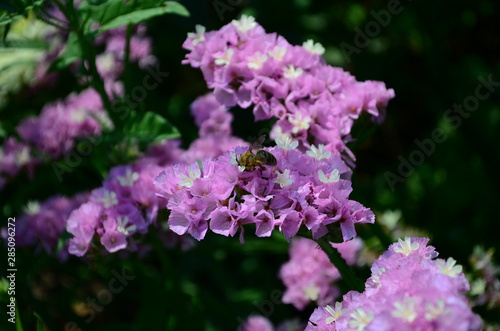 Statice flowers known also as limonium or sea lavender