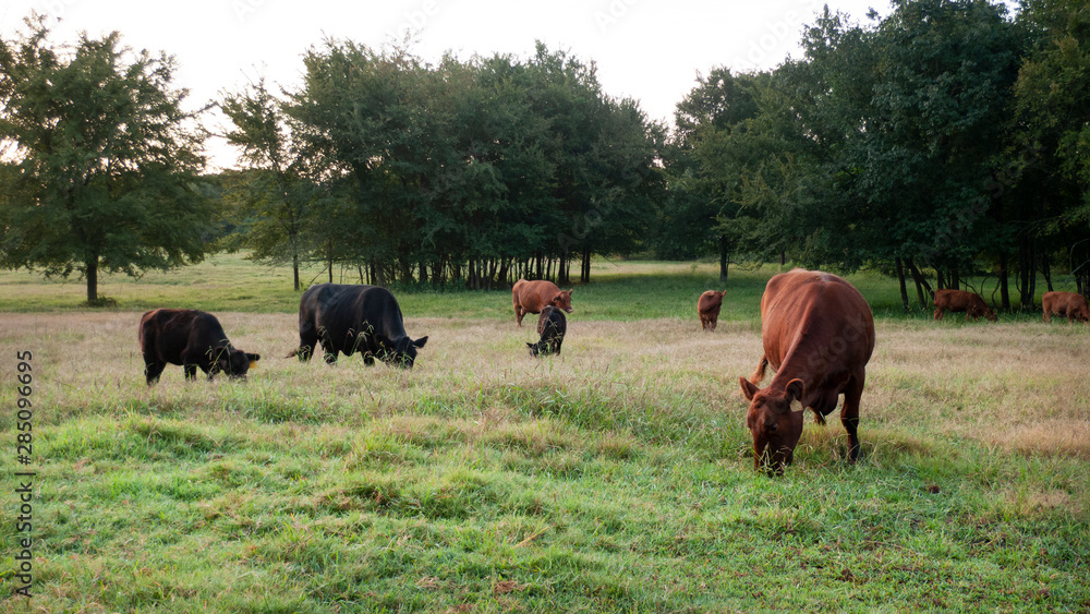 American Beef Cattle Grazing in a pasture American Beef Cattle Grazing in a pasture