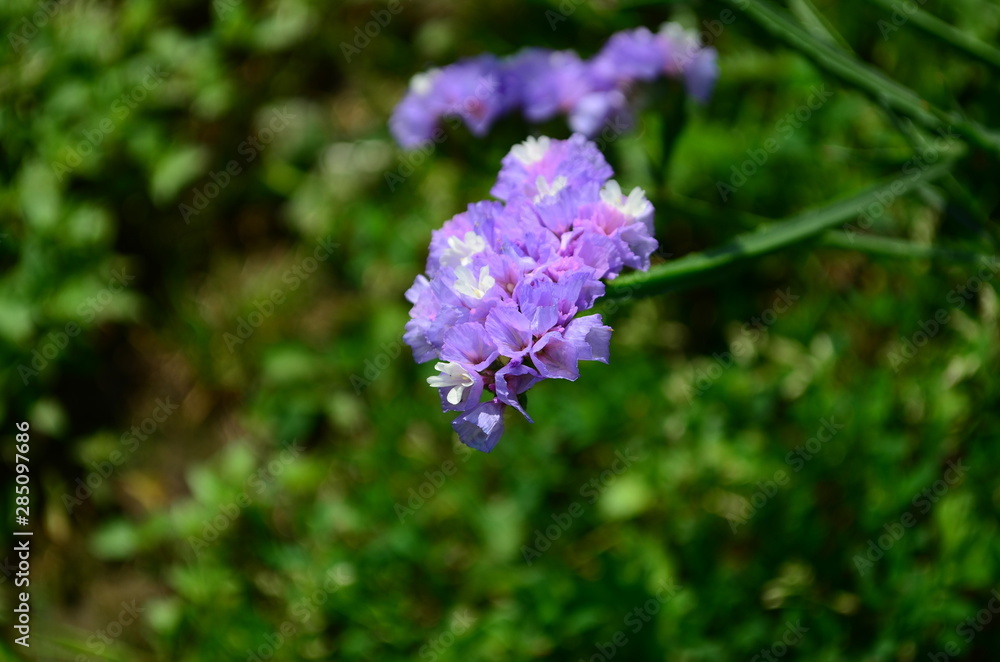 Statice flowers known also as limonium or sea lavender Statice flowers known also as limonium or sea lavender