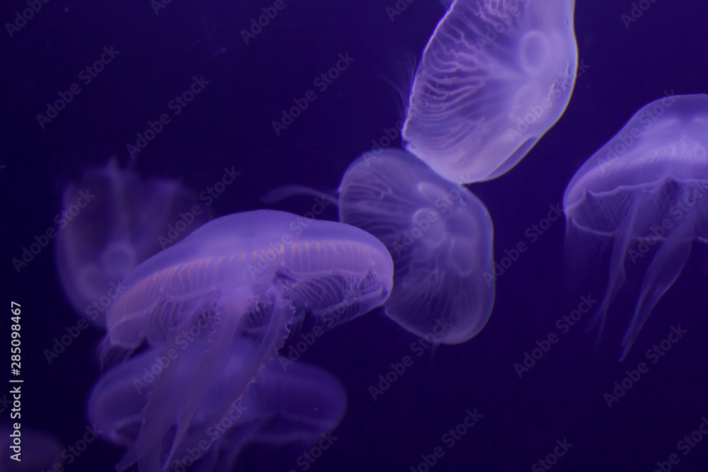 blue jellyfish in water blue jellyfish in water