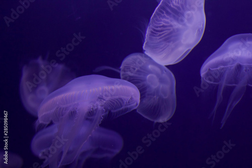 blue jellyfish in water
