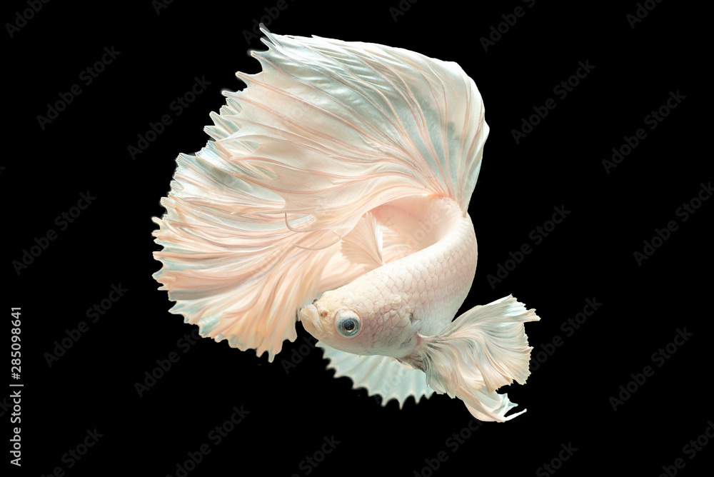 Rhythmic movement of white dumbo ear half moon long tail Betta isolated on black. Rhythmic movement of white dumbo ear half moon long tail Betta isolated on black.