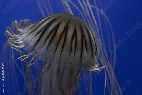 jellyfish