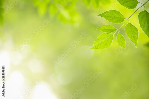 Close up of nature view green Millingtonia hortensis leaf on blurred greenery background with bokeh and copy space using as background natural plants landscape, ecology wallpaper concept.