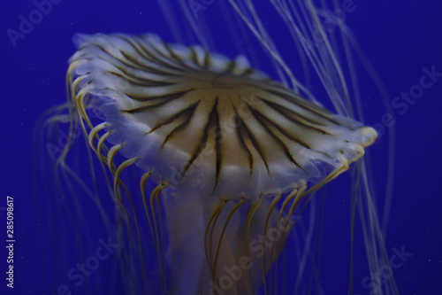 fish in an aquarium