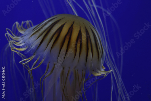 vector illustration of fish in water