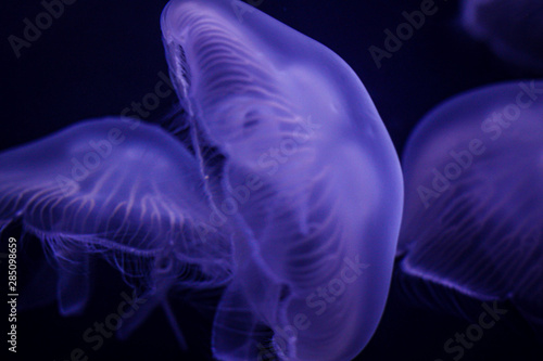 jellyfish on blue background