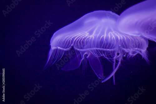 blue jellyfish in water