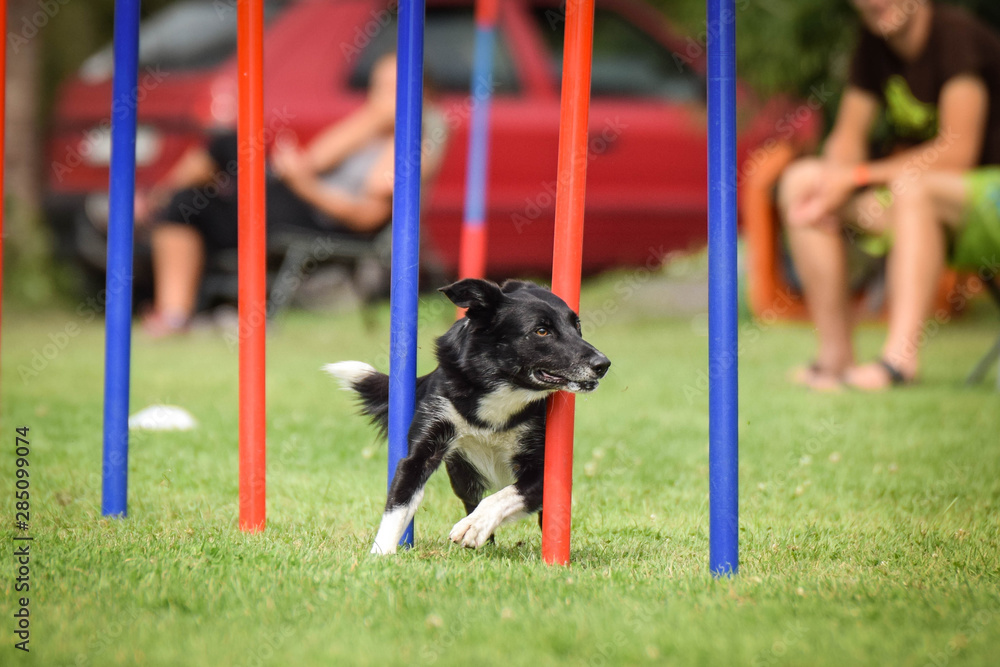 Dog short hair Border collie in agility slalom. Amazing day on czech agility  competition in town Ratenice it was competition only for large. Stock-Foto  | Adobe Stock