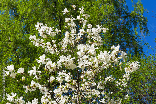 Blooming Magnolia loebneri © Sergey Rybin