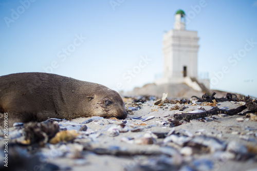 Foto Wide angle panoramic image of the Stompneusbaai lighthouse near Shelley point in