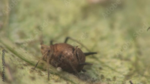Parasitic wasps emerging from momified aphid 1269 8