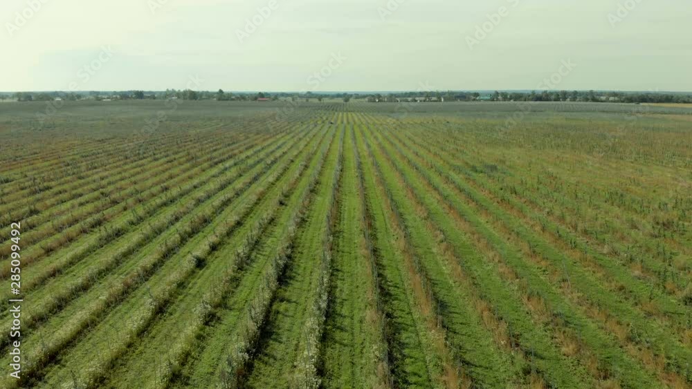 Apple Orchard Aerial View. Flying High Above an Apple Orchard. Flying A Drone Over Fruit Plantation. Apple Orchard Aerial View. Flying High Above an Apple Orchard. Flying A Drone Over Fruit Plantation.