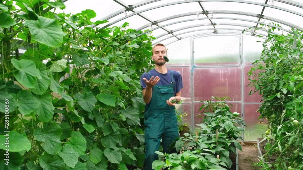 Lucky male farmer juggles fresh harvested cucumbers in greenhouse. Good harvest, successful season concept. Lucky male farmer juggles fresh harvested cucumbers in greenhouse. Good harvest, successful season concept.