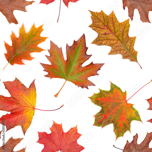 Seamless pattern oak, maple, sycamore multicolored autumn leaf  on white background.