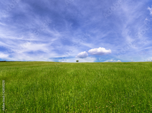 Green and extensive Meadow under a Blue Sky with Summer Clouds